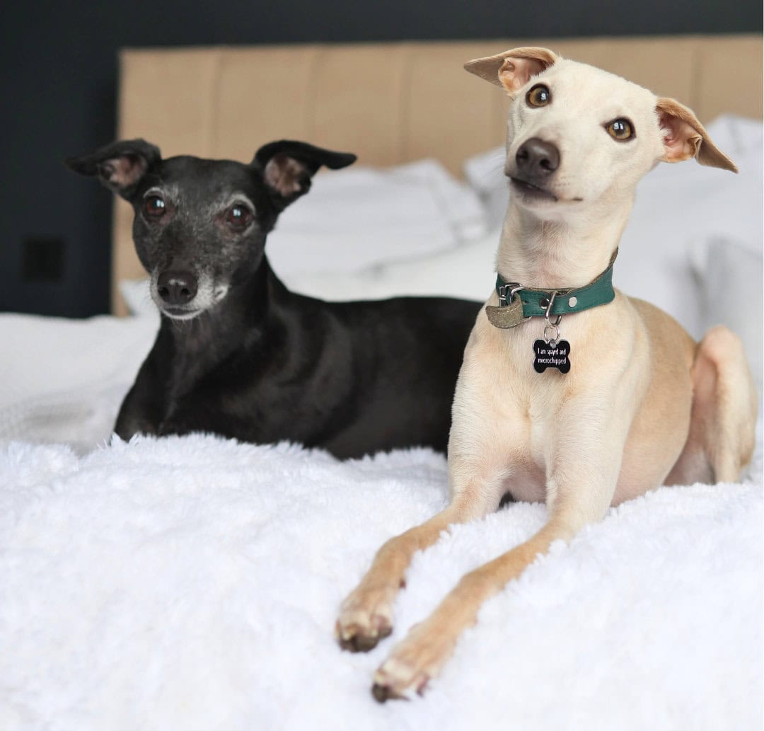 Two whippets, Jess and Otto
