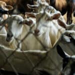 a group of goats in a small small