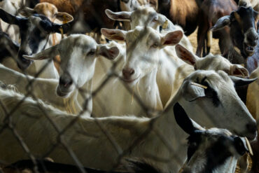 a group of goats in a small small