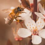 bee on a flower petal