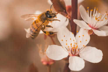 bee on a flower petal