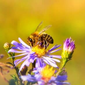 bee on flower