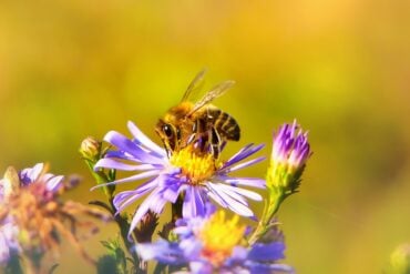 bee on flower