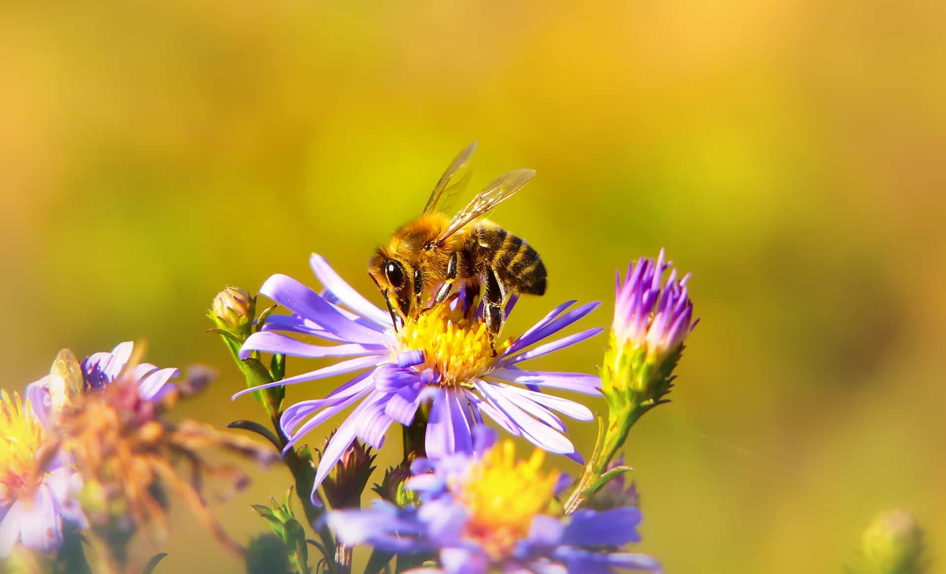 bee on flower