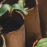 tree seedlings in soil and brown cardboard containers