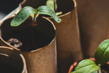 tree seedlings in soil and brown cardboard containers