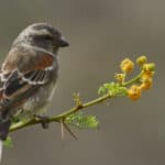 A lone sparrow sitting on a tree branch