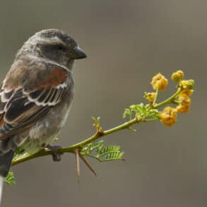 A lone sparrow sitting on a tree branch