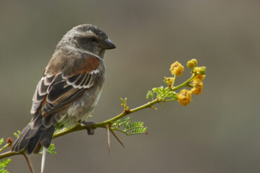 A lone sparrow sitting on a tree branch