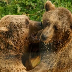 Bears Benji and Balu playing in water
