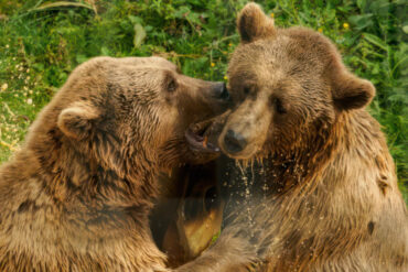 Bears Benji and Balu playing in water