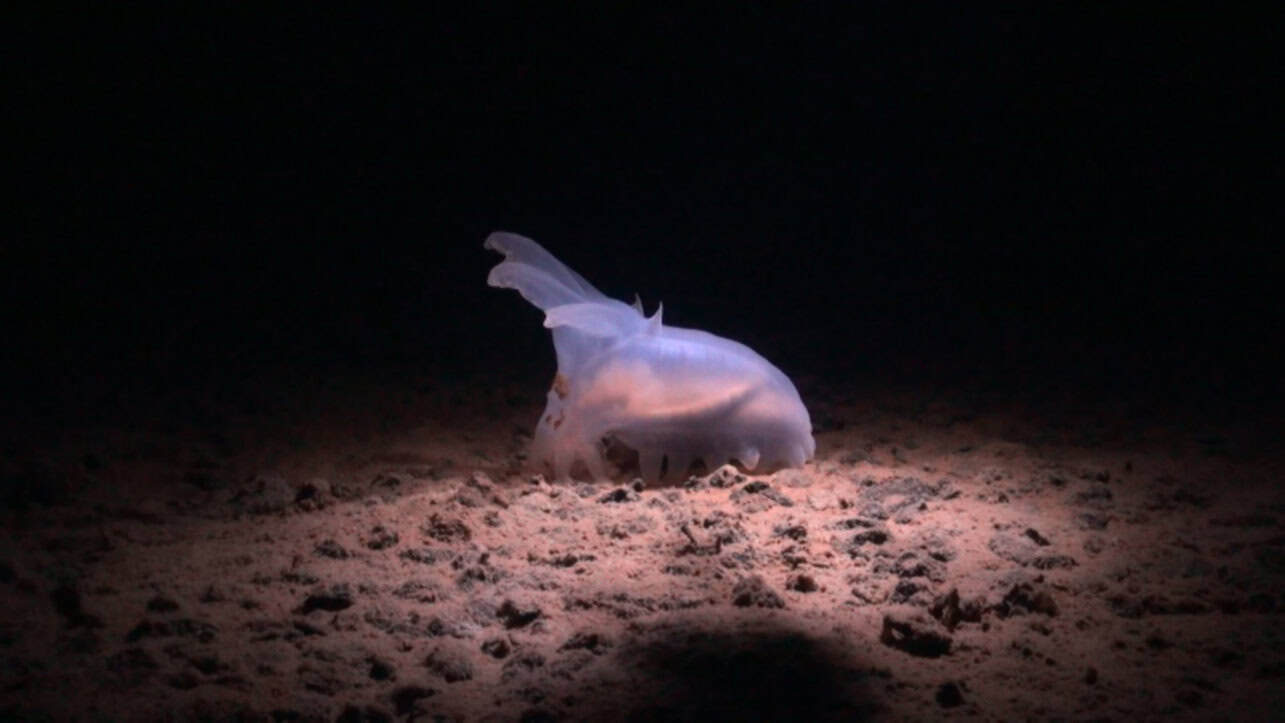 Emma Critchley, Soundings, film still, 2024 - footage courtesy of The National Oceanography Centre and the Trustees of the Natural History Museum, with acknowledgment to the NERC SMARTEX project