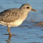 Grey plover standing in low water on the beach
