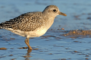 Grey plover standing in low water on the beach