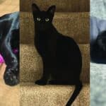 Montage of photos of Louie the cat