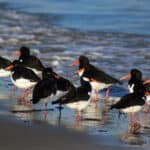 Oystercatchers by the Solent shore