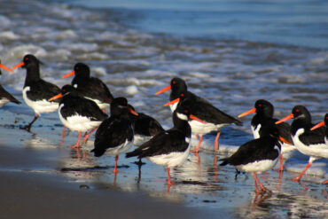 Oystercatchers by the Solent shore