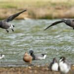 Brent geese arriving on the South coast