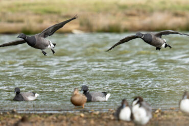 Brent geese arriving on the South coast