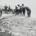 Black and white photo of fishermen on the beach with a large net full of fish