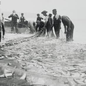 Black and white photo of fishermen on the beach with a large net full of fish