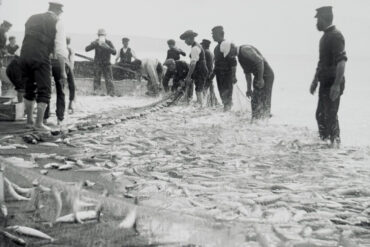 Black and white photo of fishermen on the beach with a large net full of fish