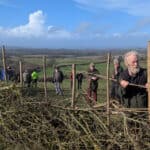 Hedgelaying in action - Wight Nature Fund