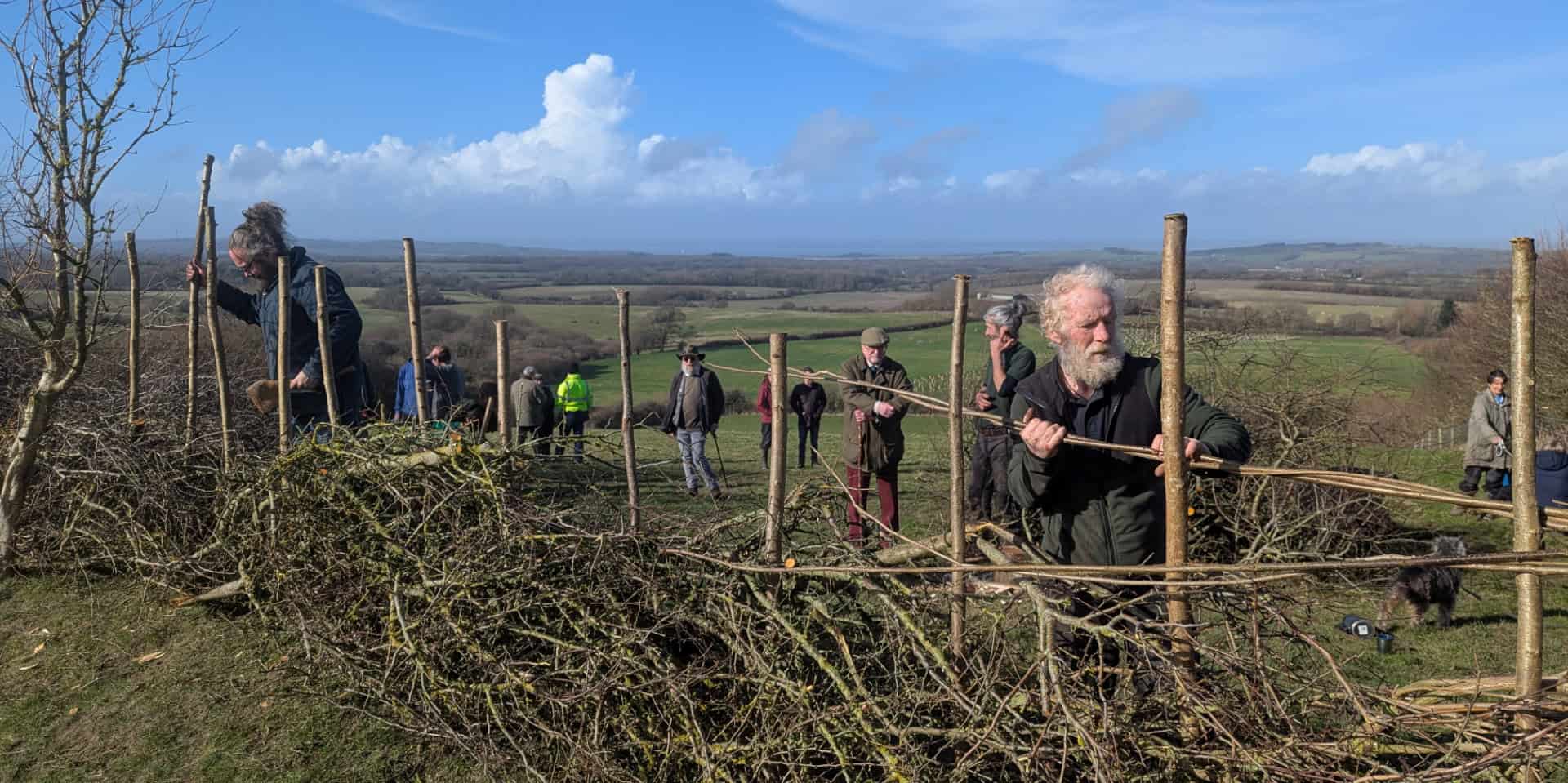 Hedgelaying in action - Wight Nature Fund