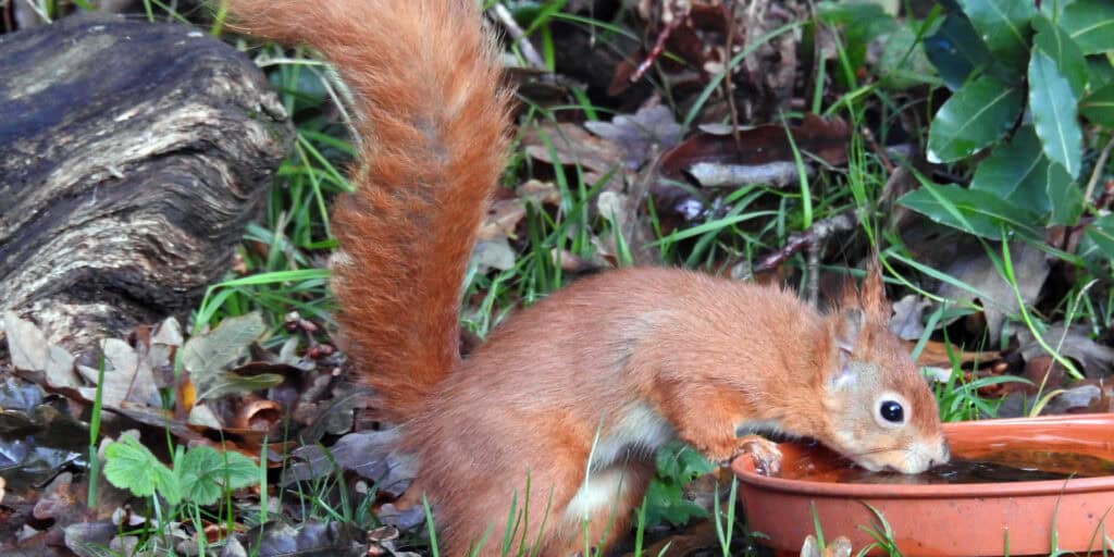garden Squirrel
