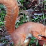 garden Squirrel
