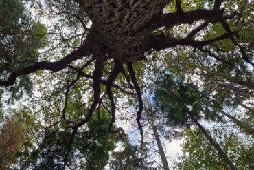 Trees at Mill Copse - looking up into the canopy