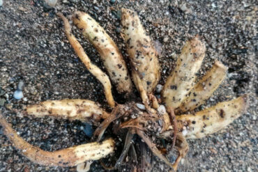 Hemlock Water Dropwort -
