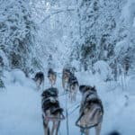 husky dogs on a trail in Lapland