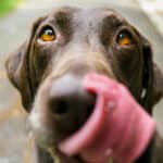 chocolate coloured Labrador
