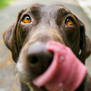 chocolate coloured Labrador