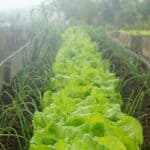 lettuces growing on an allotment