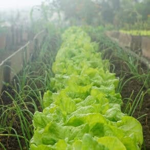 lettuces growing on an allotment