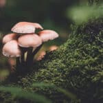 mushrooms on a log