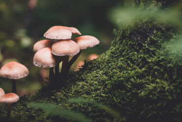 mushrooms on a log