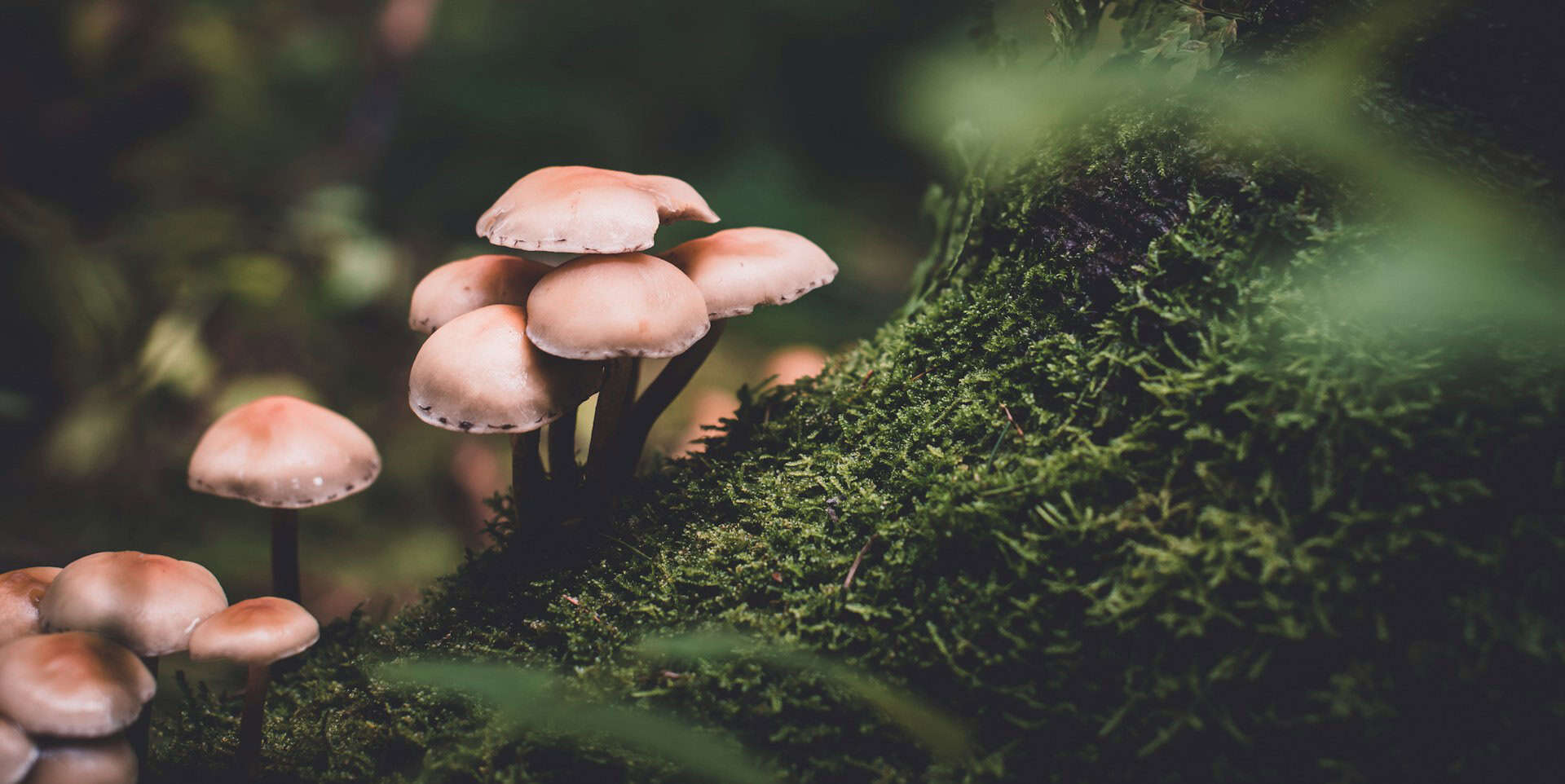 mushrooms on a log