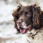 English Springer Spaniel in the snow