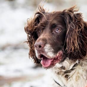 English Springer Spaniel in the snow