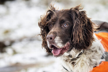 English Springer Spaniel in the snow