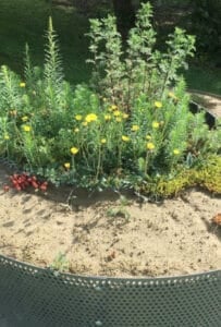 Flowers in a planter attracting bees and pollinators