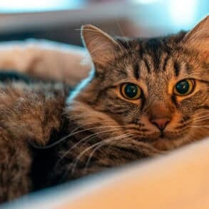 cat cosying in basket