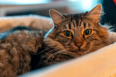 cat cosying in basket