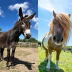 Four donkeys: Major, Lenny, Wispa and Gabby