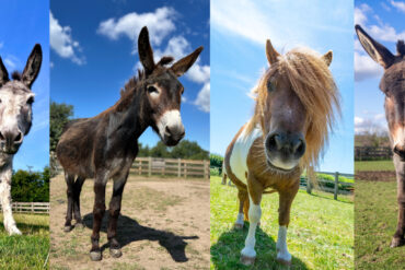 Four donkeys: Major, Lenny, Wispa and Gabby