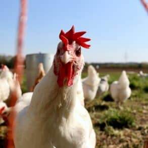 chicken with white feathers in a field looking into the camera