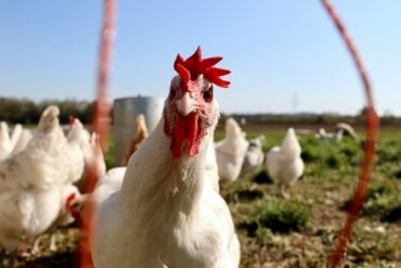 chicken with white feathers in a field looking into the camera